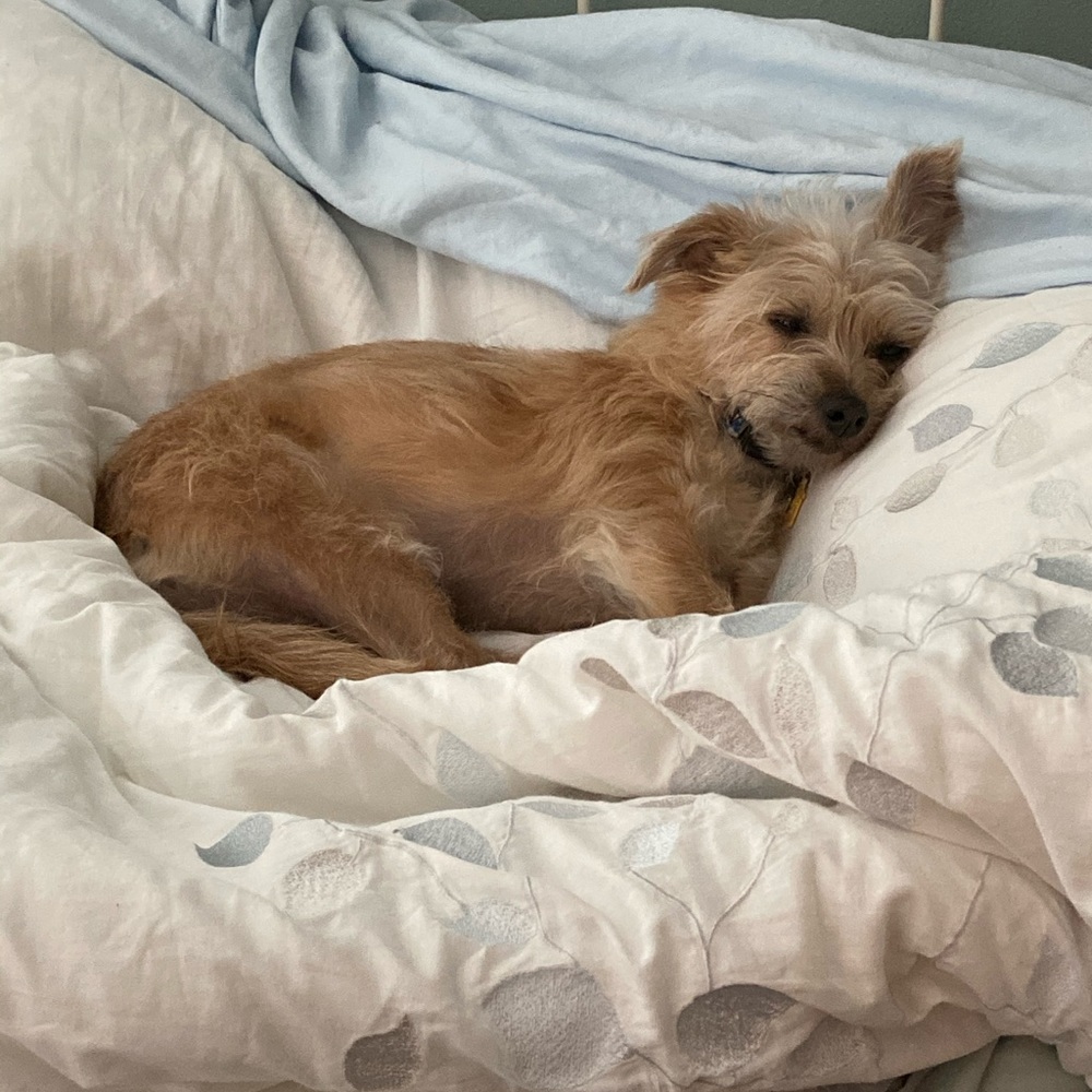 POSH AMBASSADOR, Carlie